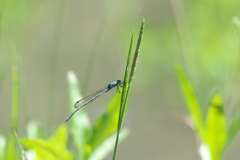 ホソミオツネントンボ♂