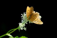 山芹に蝶