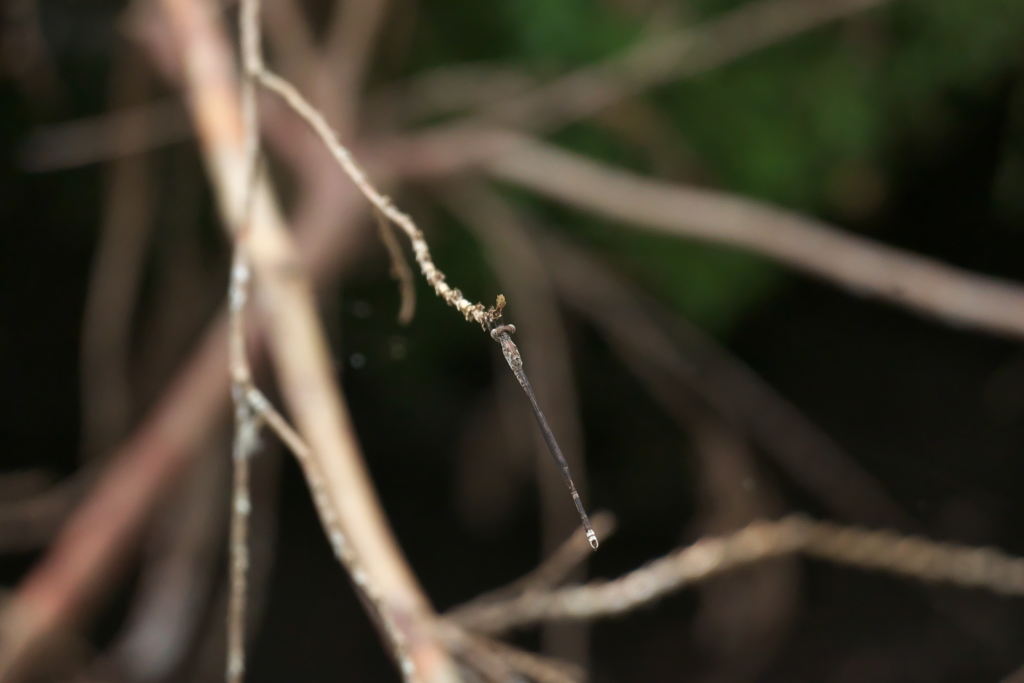 ホソミオツネントンボ♂