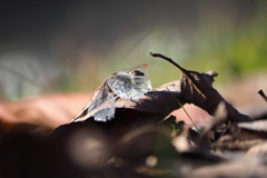 小雪の頃に出会ったトンボ
