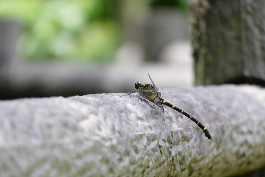 コオニヤンマ♂