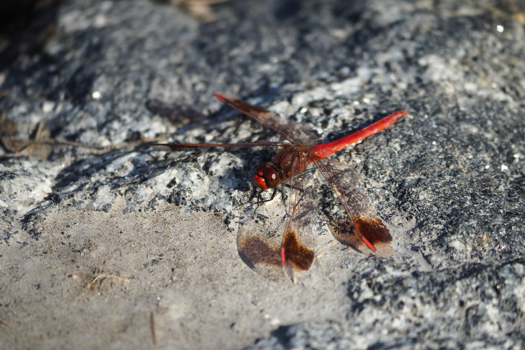 小雪の頃に出会ったトンボ