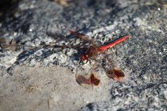 小雪の頃に出会ったトンボ