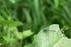 ダビドサナエ♀