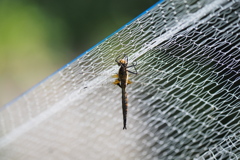 囚われのオオトラフトンボ