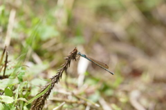 ホソミオツネントンボ♀