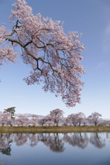 ため池の桜
