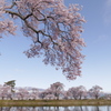 ため池の桜