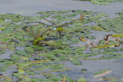 ギンヤンマ♂♀　産卵