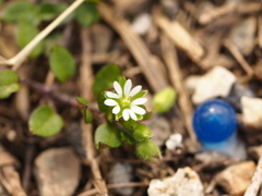 早春の小さな花 弐