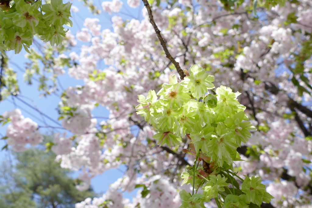 御衣黄桜