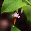 アクシバの花にアリ