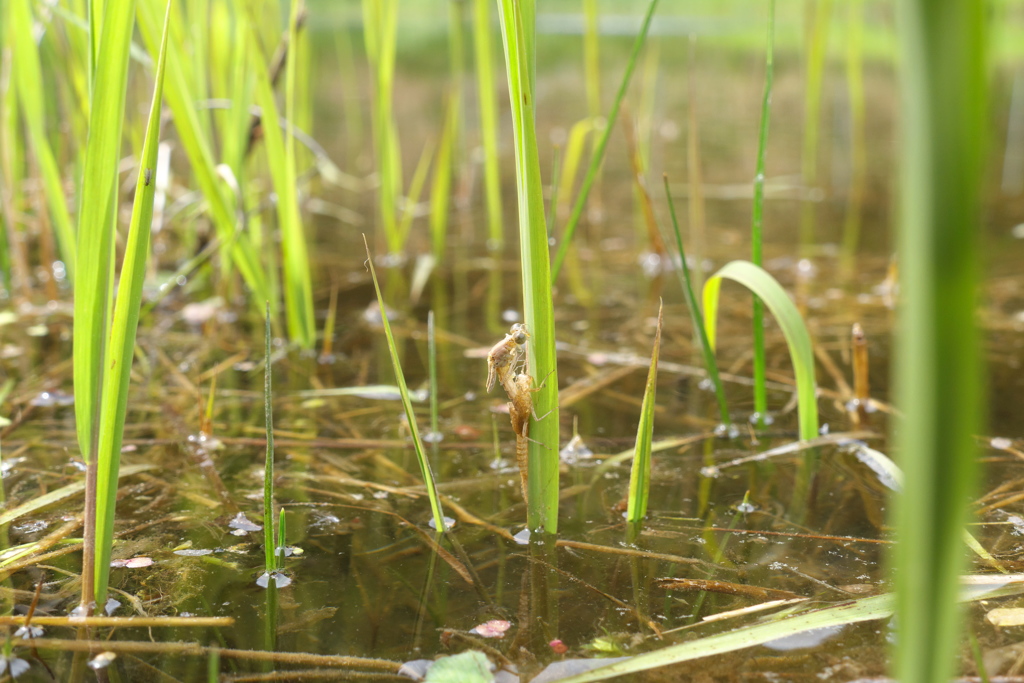 オオイトトンボ　羽化　その１