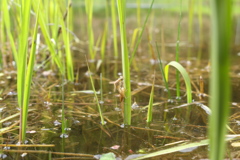 オオイトトンボ　羽化　その１