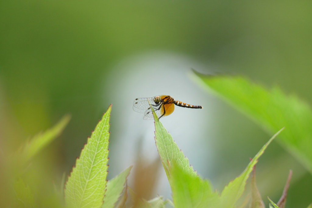 フジバカマの花壇にて、ハッチョウトンボ