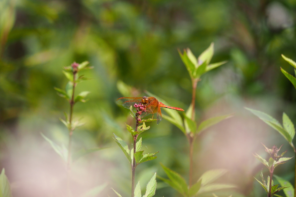 フジバカマの花壇にて