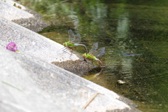 ギンヤンマ　産卵