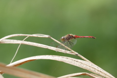 アキアカネ♂