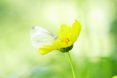 吸蜜