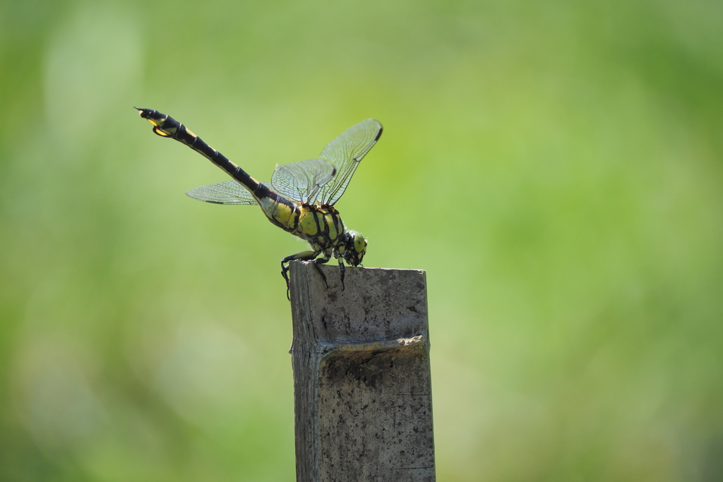 ウチワヤンマ♀