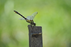 ウチワヤンマ♀