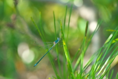 アオイトトンボ♂