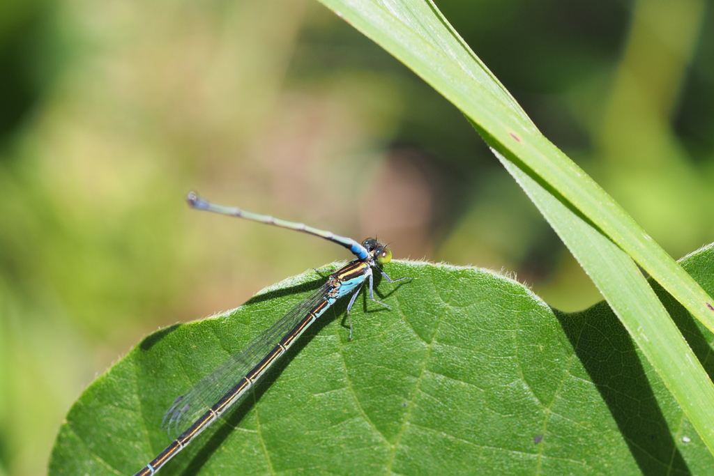 閲覧注意_死んでも君を離さない！