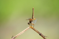 ショウジョウトンボ♀