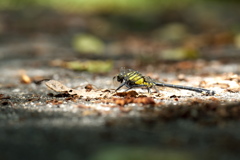 陽だまりのヤマサナエ