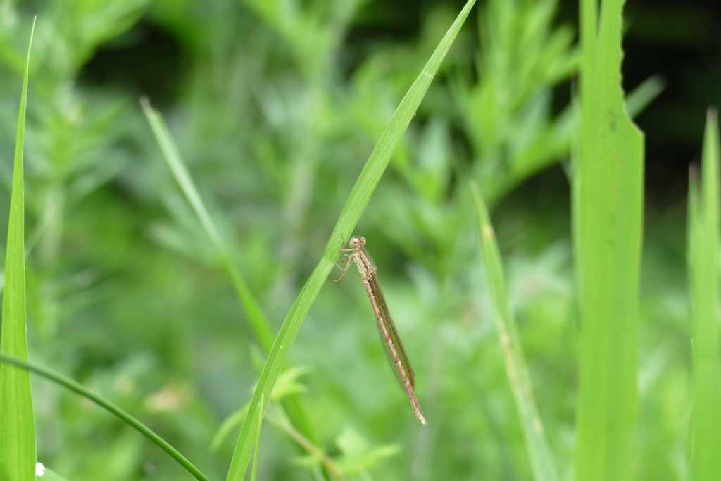 オツネントンボ♀
