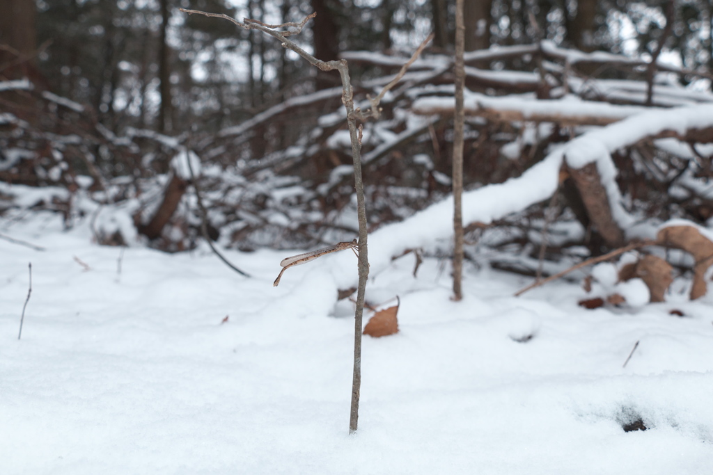 凍てつく森のトンボ
