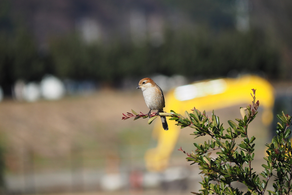モズ ♀