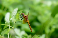 セリの葉にアカトンボ