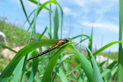 ダビドサナエ♀
