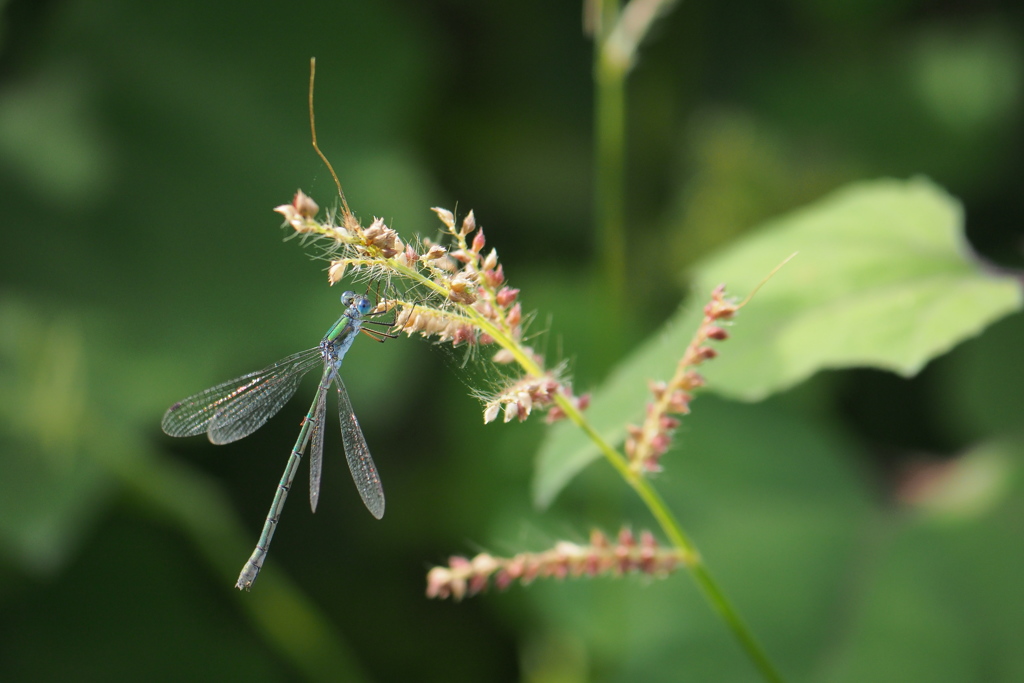 アオイトトンボ♀