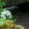 水路脇のノビル