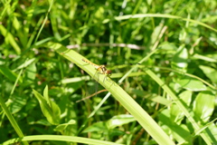 ヒメアカネ♀