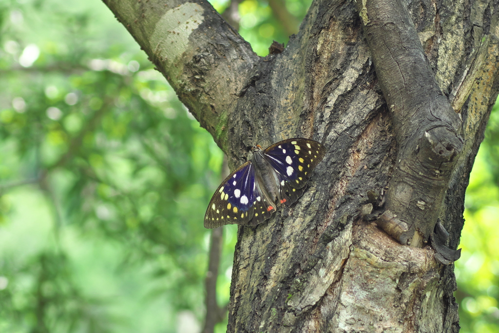 オオムラサキ♂