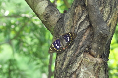 オオムラサキ♂