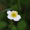 シロバナノヘビイチゴ