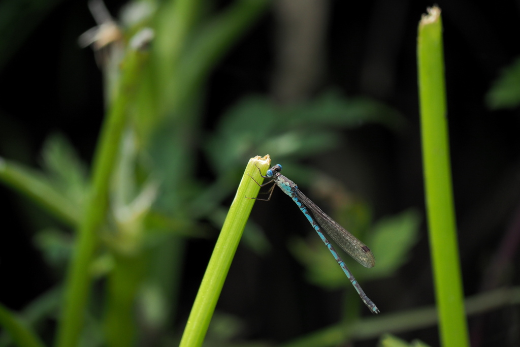ホソミオツネントンボ♀