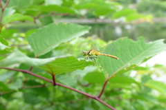 マユタテアカネ♂