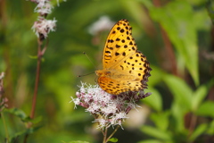 フジバカマの花壇にて