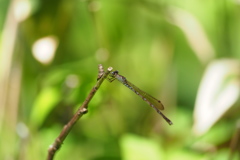 ホソミオツネントンボ ♀