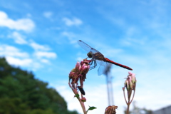 また雨の予報