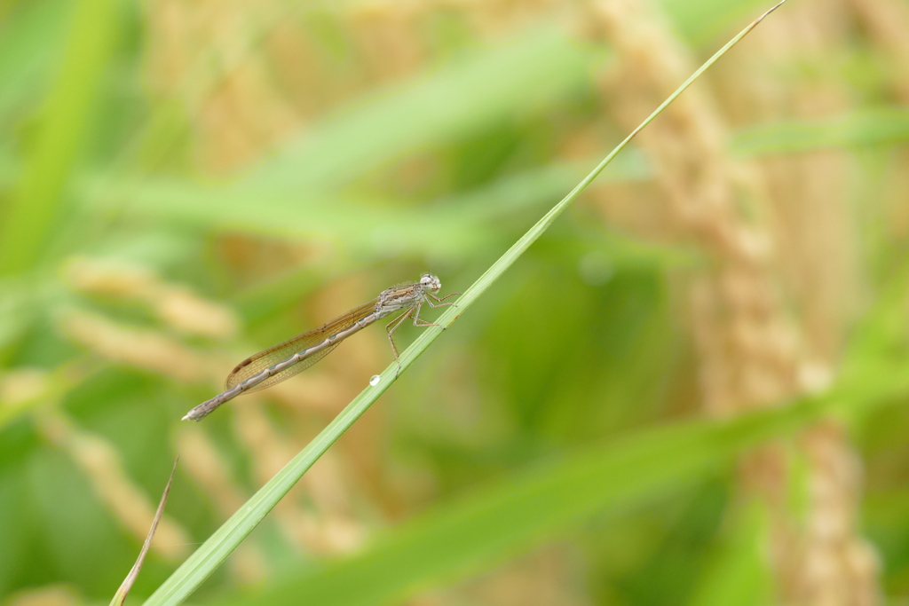 オツネントンボ♀