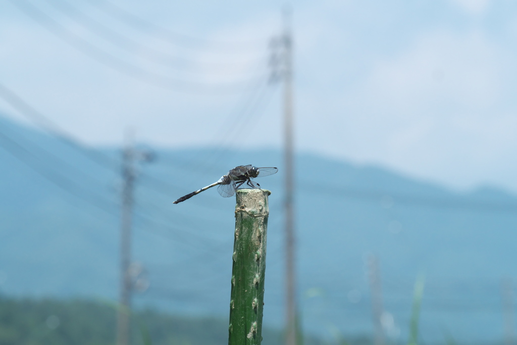 シオカラトンボ♂