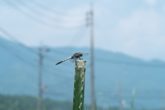 シオカラトンボ♂