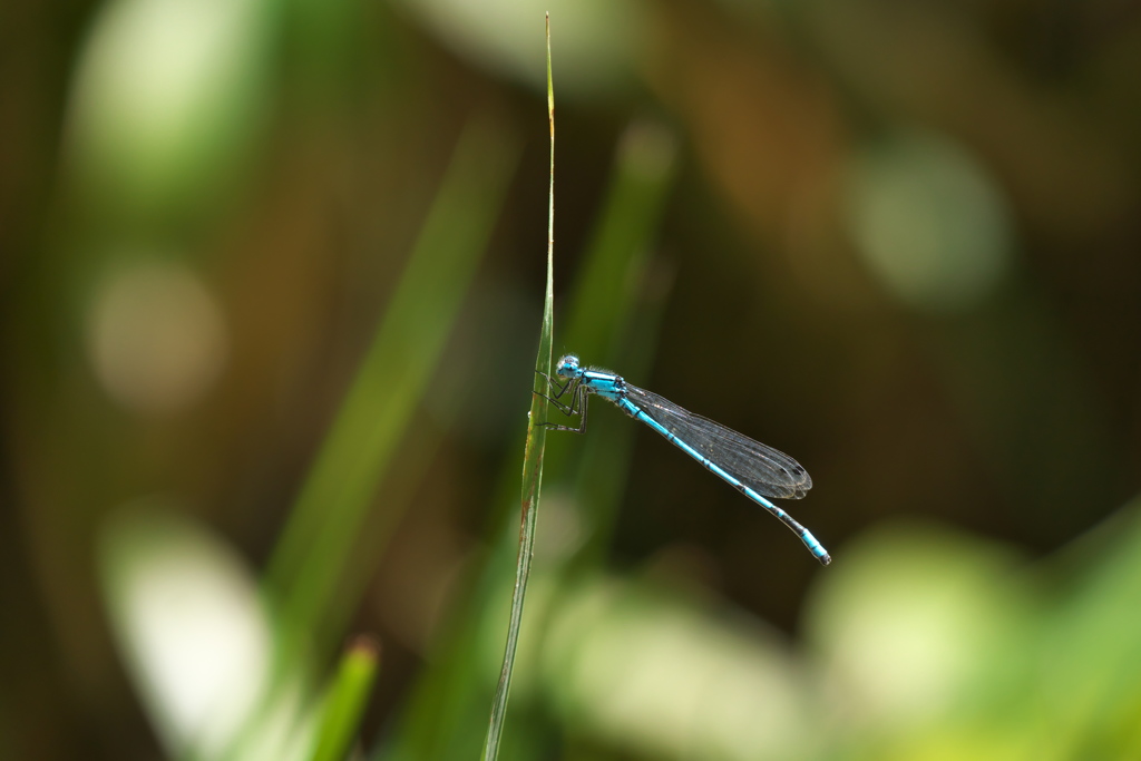ルリイトトンボ♂