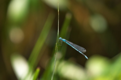 ルリイトトンボ♂